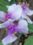 Tradescantia Billberry Ice (Andersoniana Group)