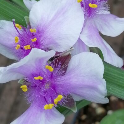 Tradescantia Billberry Ice (Andersoniana Group)