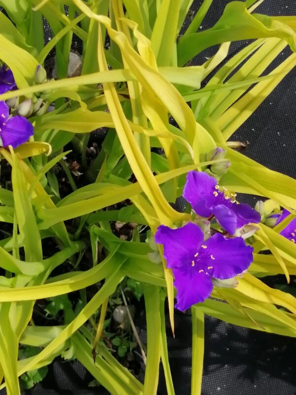 Tradescantia (Andersoniana Group) Beatrice, pianta da interno
