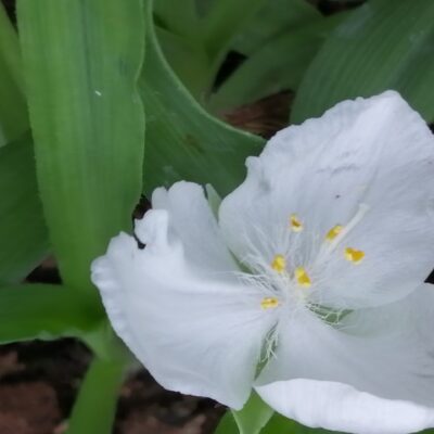 Tradescantia (Andersoniana Group) Blanca