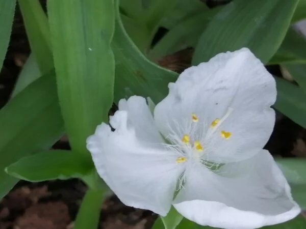 Tradescantia (Andersoniana Group) Blanca, pianta da esterno