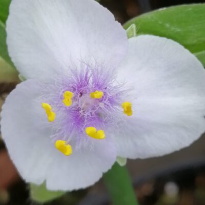 Tradescantia Innocence (Andersoniana Group)