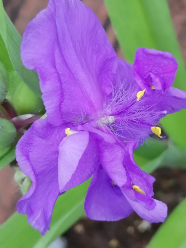 Tradescantia Zwanenburg Blue (Andersoniana Group), foto 2