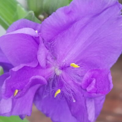 Tradescantia Zwanenburg Blue (Andersoniana Group)