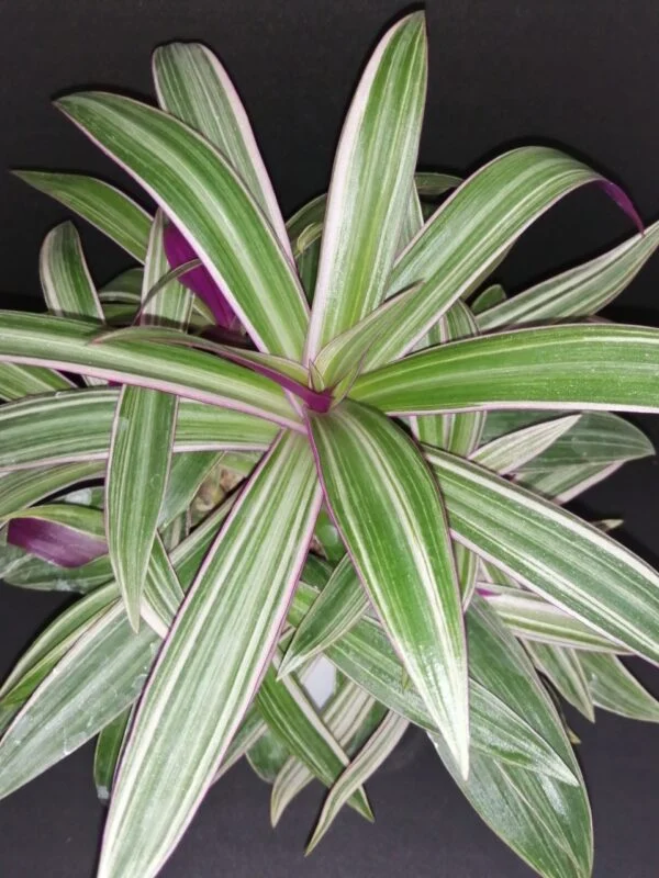 Tradescantia spathacea Dwarf  Sitara Tricolor, pianta da interno