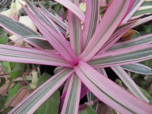 Tradescantia spathacea Sitara, foto 3