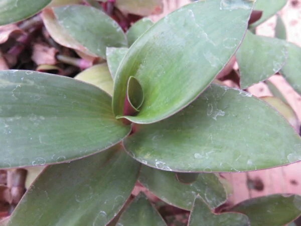 Tradescantia blossfeldiana, tradescantia cerinthoides, foto 2