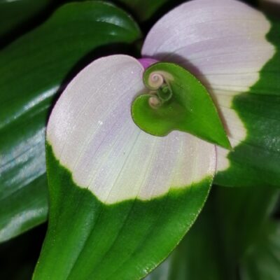 Tradescantia Maiden's Blush