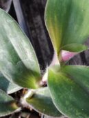 Tradescantia cerinthoides forma irsuta