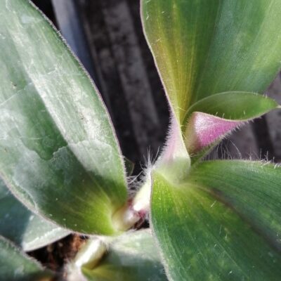 Tradescantia cerinthoides forma irsuta