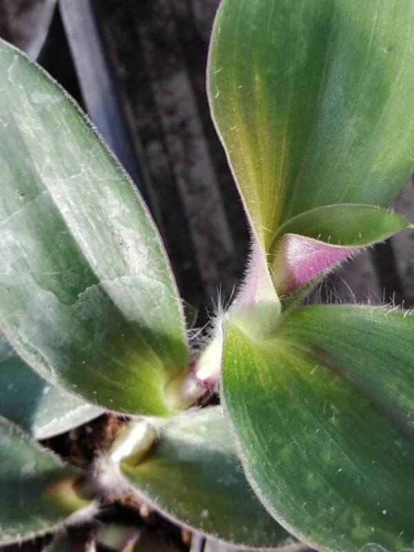 Tradescantia cerinthoides forma irsuta, pianta da interno e da esterno