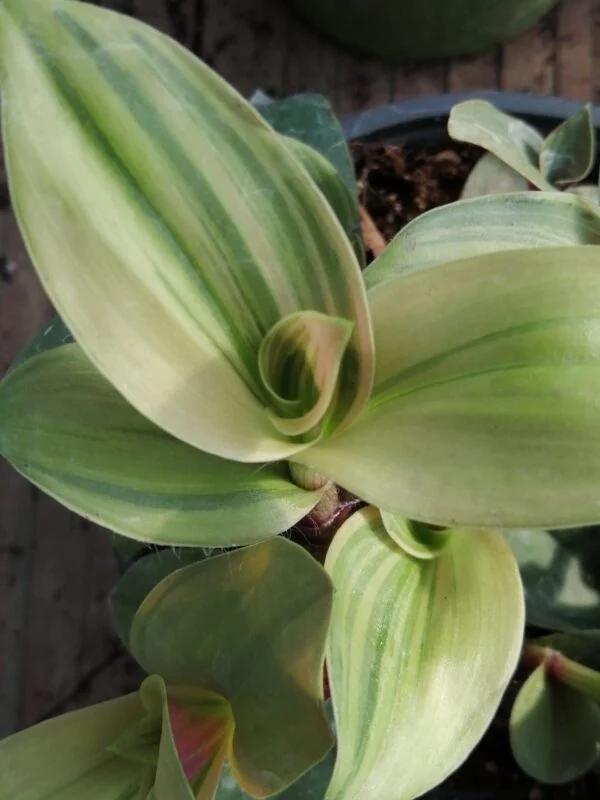 Tradescantia cerinthoides Variegata  aurea, Tradescantia blossfeldiana Variegata aurea, foto 4