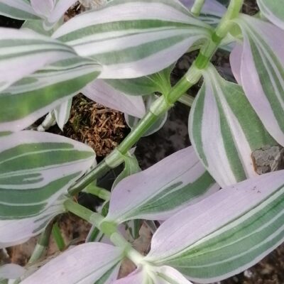 Tradescantia fluminensis Lavender