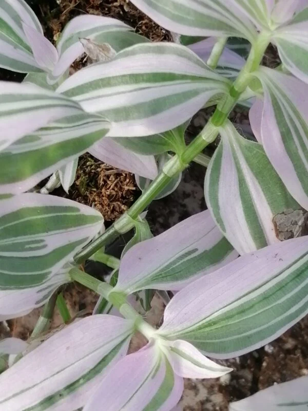 Tradescantia fluminensis Lavender, pianta da interno e da esterno