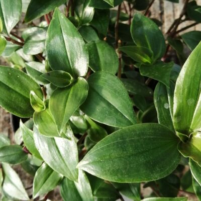 Tradescantia Green Hill