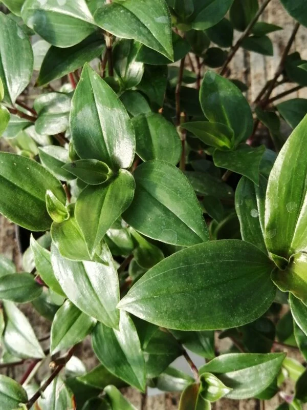 Tradescantia Green Hill, pianta da interno e da esterno
