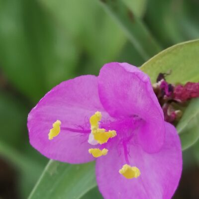 Tradescantia hirta , sin. Sectrasea villosa