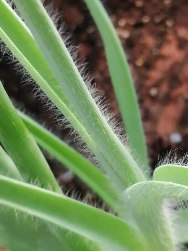Tradescantia hirta, sin. Setcreasea villosa, foto 2