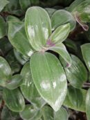 Tradescantia mundula Fuzzy Bunny Bellies