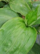 Campelia zanonia sin. Tradescantia zanonia