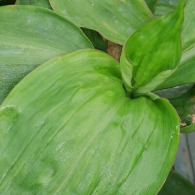 Campelia zanonia sin. Tradescantia zanonia