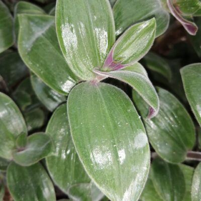 Tradescantia mundula Fuzzy Bunny Bellies