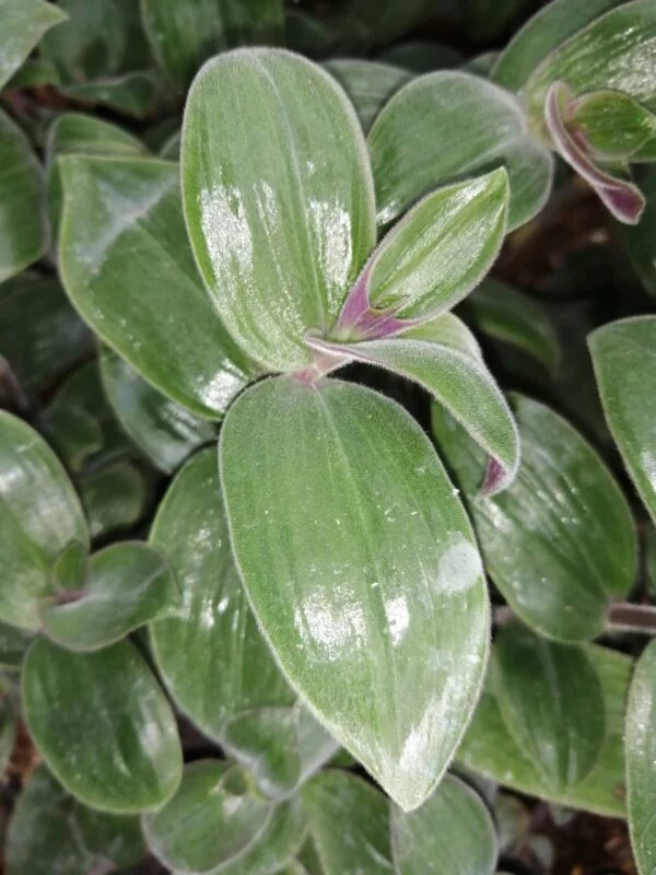 Tradescantia mundula Fuzzy Bunny Bellies, pianta da interno e da esterno