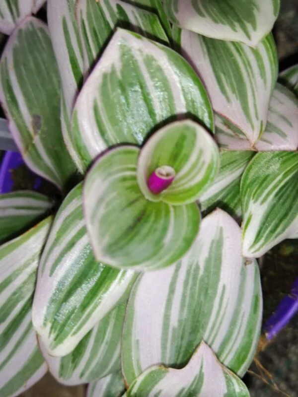 Tradescantia cerinthoides Nanouk, sin. Tradescantia Bubble Gum, foto 5