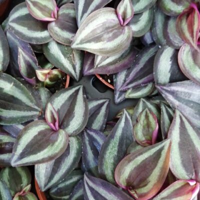 Tradescantia zebrina 'Purple Joy'