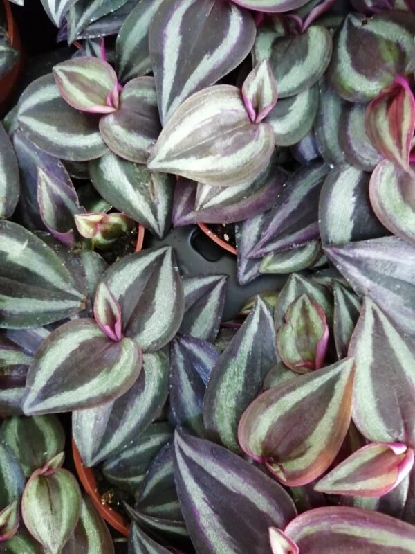 Tradescantia zebrina 'Purple Joy', pianta da interno e da esterno