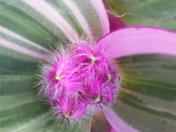 Tradescantia cerinthoides Nanouk, sin. Tradescantia Bubble Gum, foto 3