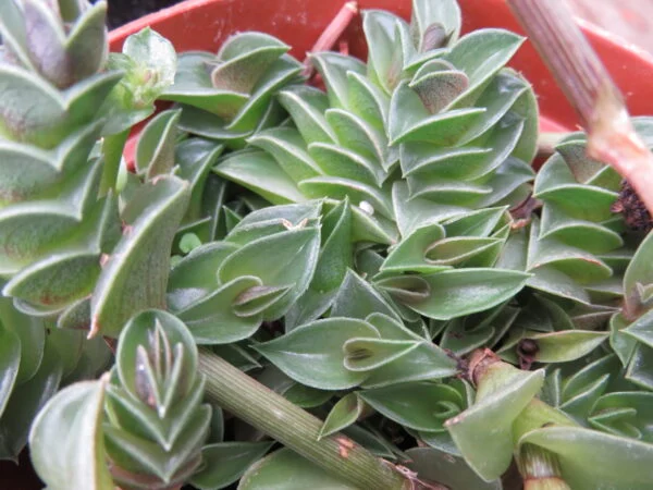 Tradescantia navicularis, sin. Callisia navicularis, foto 3
