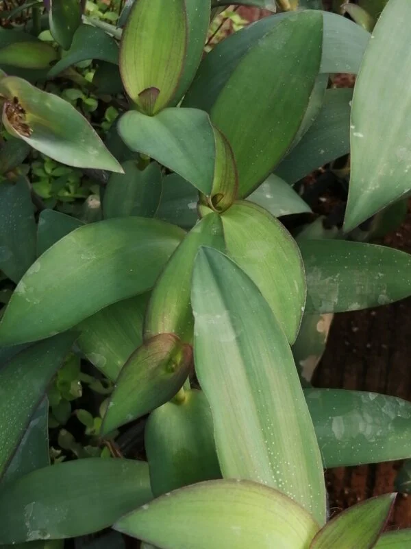 Tradescantia pallida Blue Sue, syn Setcreasea pallida Blue Sue, foto 4