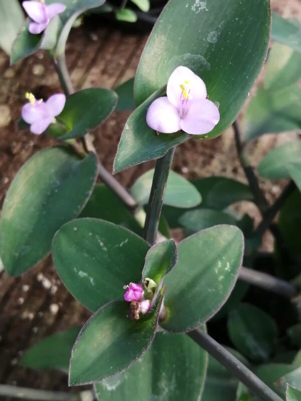 Tradescantia pallida Blue Sue, syn Setcreasea pallida Blue Sue, foto 3
