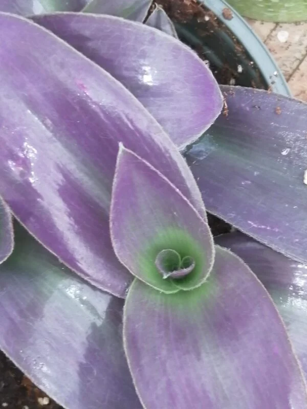 Tradescantia pallida Pale Puma, foto 4