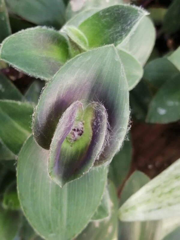 Tradescantia pallida Pale Puma, foto 2
