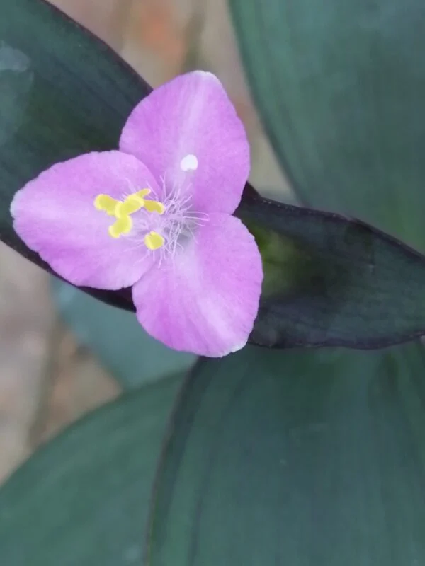 Tradescantia (Setcreasea) pallida, foto 2