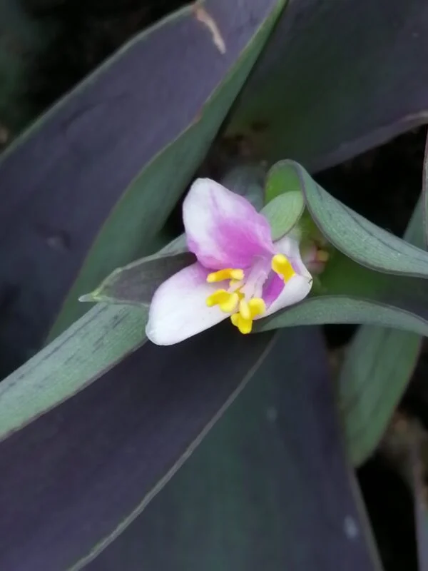 Tradescantia pallida Grey, foto 2
