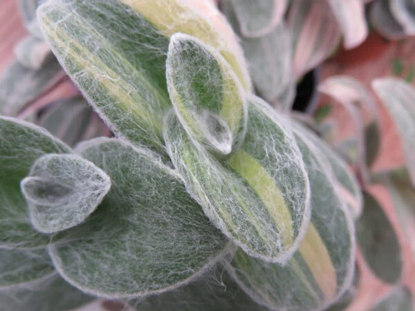Tradescantia sillamontana Variegata, Tradescantia sillamontana Gold Stripes, foto 5