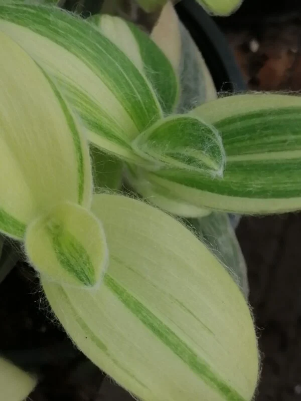 Tradescantia sillamontana ‘Variegata’ micro, foto 3