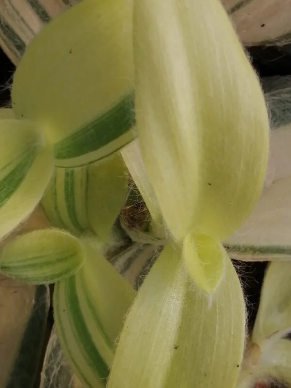 Tradescantia sillamontana ‘Variegata’ micro, foto 2