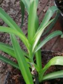 Tradescantia subaspera