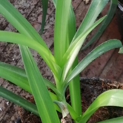 Tradescantia subaspera