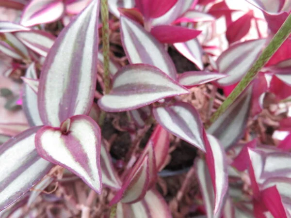 Tradescantia zebrina, foto 5