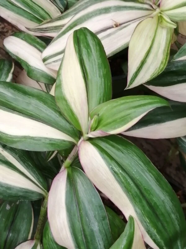 Tradescantia zebrina Discolor Multicolor, foto 3