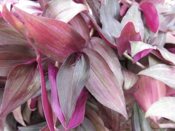 Tradescantia zebrina Purpusii, foto 3