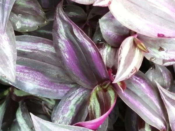 Tradescantia zebrina 'Violet Hill', foto 2
