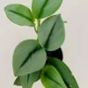 Scindapsus treubii Moonlight, pianta da interno