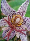 Tricyrtis hirta