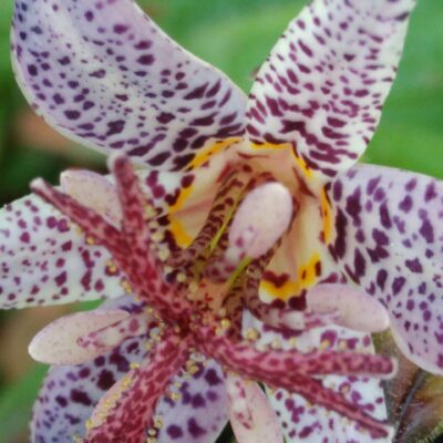 Tricyrtis hirta